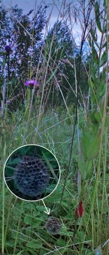 Les_10072012-4.jpg