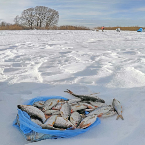 Ryb_28.02.2024-1.jpg