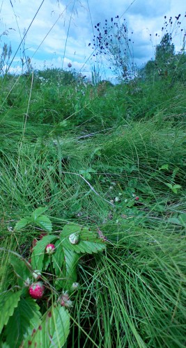 Les_18072012-2.jpg