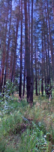 Les_25072012-1.jpg