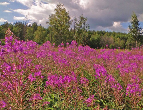 Les_25072012-2.jpg