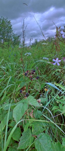 Les_25072012-3.jpg