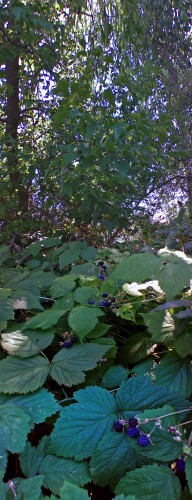 Les_03082012-1.jpg