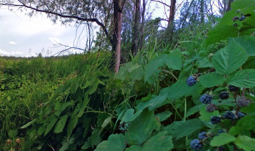 Les_13082012-1.jpg