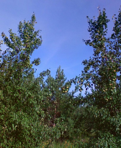 Les_13082012-3.jpg