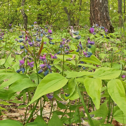 Ryb_15.05.2024-2.jpg