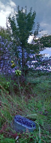 Les_17082012-2.jpg