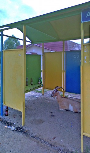Les_17082012-4.jpg