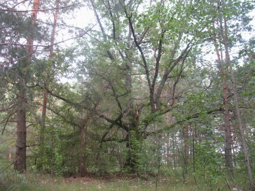 Дуб
