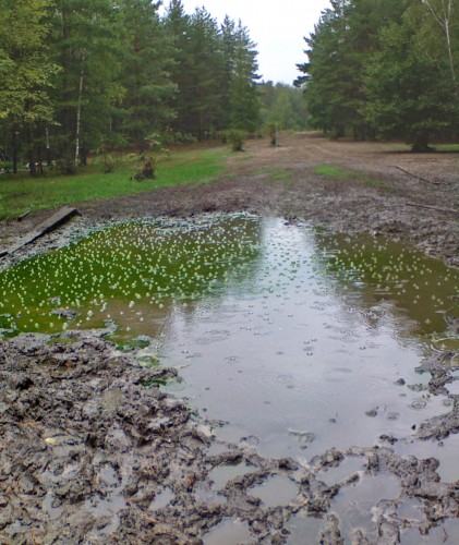 Les_29082012-2.jpg