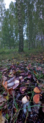 Les_31082012-4.jpg