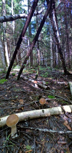 Les_05092012-3.jpg