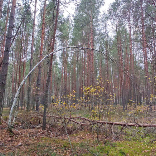 Les_28.10.2024-1.jpg