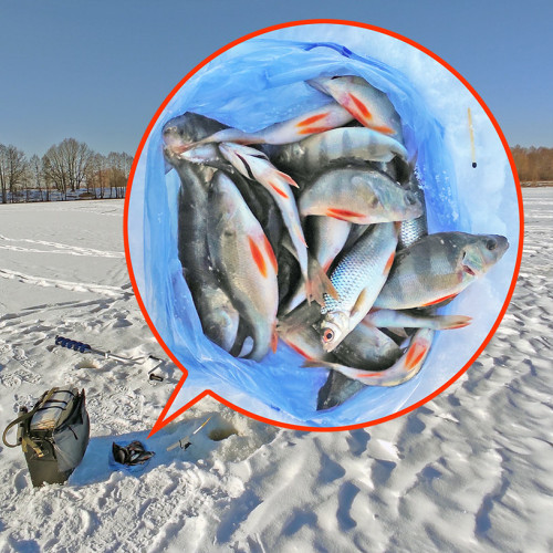 Ryb_26.02.2025-5.jpg
