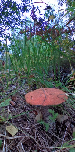 Les_19092012-4.jpg