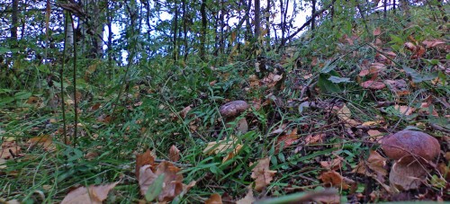 Les_23092012-2.jpg