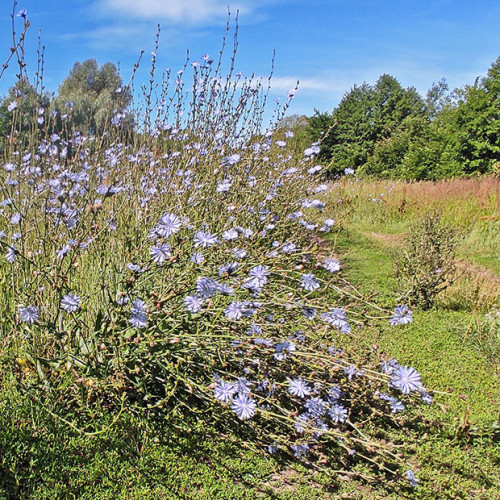 Les_06.07.2025-1.jpg