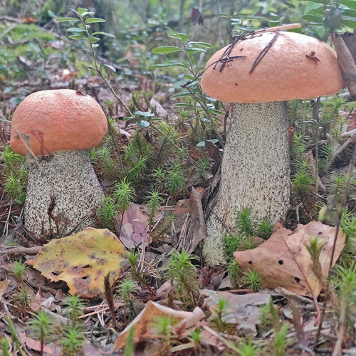 Les_01.09.2025-1.jpg