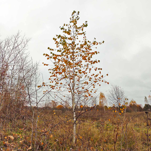 Les_17.10.2025-1.jpg