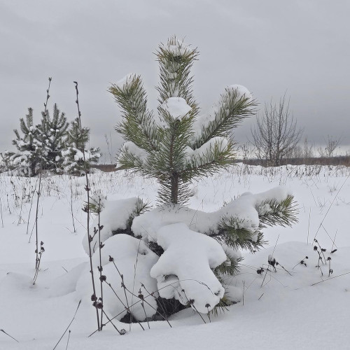 Ryb_27.12.2025-3.jpg