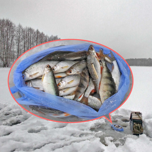 Ryb_29.12.2025-4.jpg