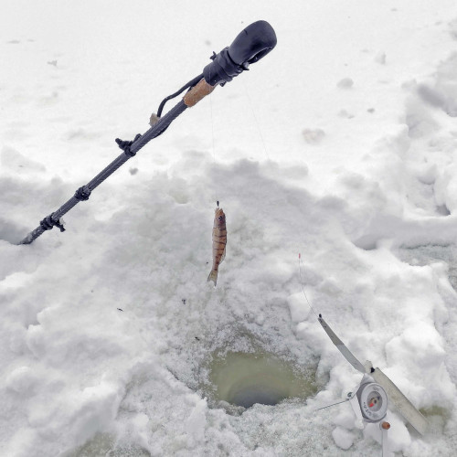 Ryb_28.01.2026-1.jpg