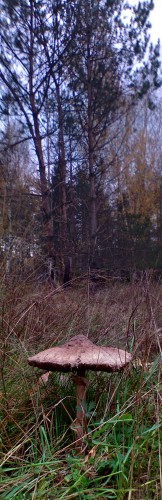 Les_181012-3.jpg