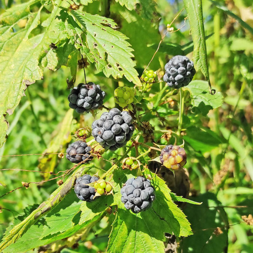 Les_22.08.2026-2.jpg