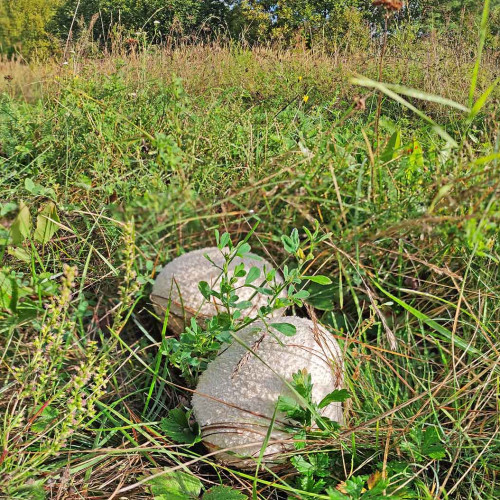 Les_03.09.2026-3.jpg