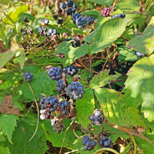 Les_10.09.2026-1.jpg