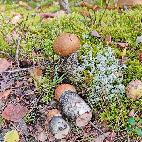Les_17.09.2026-1.jpg