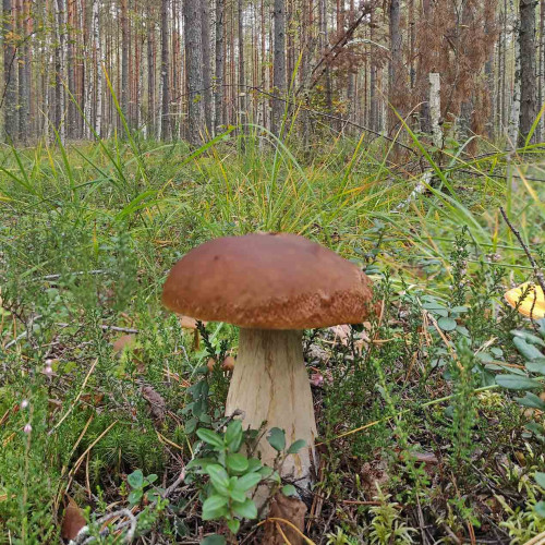 Les_19.09.2026-1.jpg