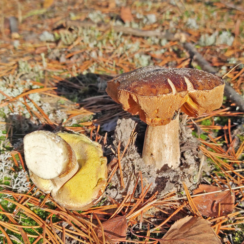 Les_11.10.2026-3.jpg
