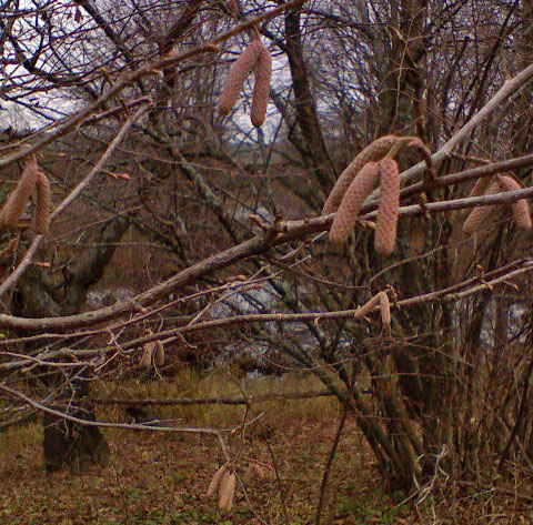Les_201112-3.jpg