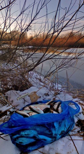 Ryb_01122012-4.jpg