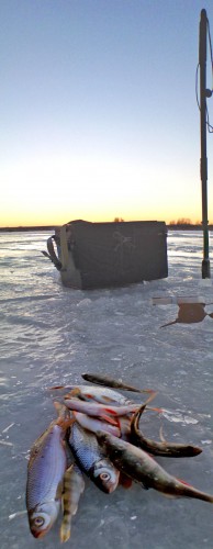 Ryb_12122012-2.jpg