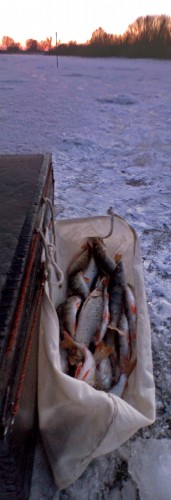 Ryb_19122012-3.jpg