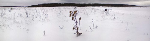 Ryb_30122012-1.jpg