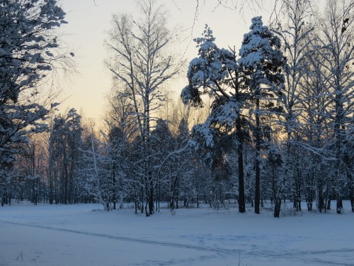 лебединка в парке.jpg