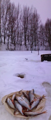 Ryb_16012013-3.jpg