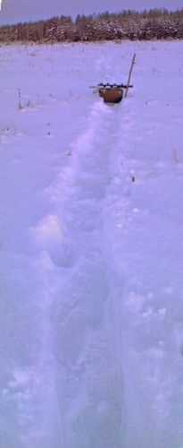 Ryb_260113-1.jpg