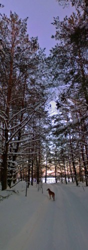 Ryb_260113-4.jpg