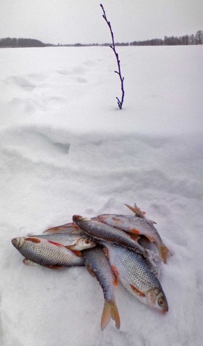 Ryb_29012013-4.jpg