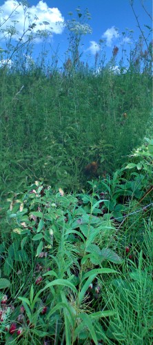 Klubnika_13072011.jpg