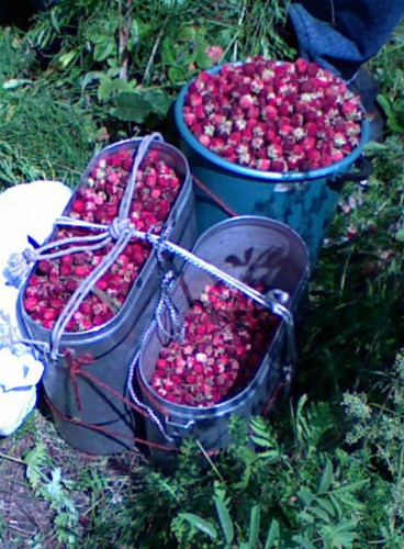 Klubnika_13072011-9.jpg
