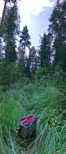 Malina_17072011-3.jpg