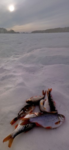 Ryb_17022013-3.jpg