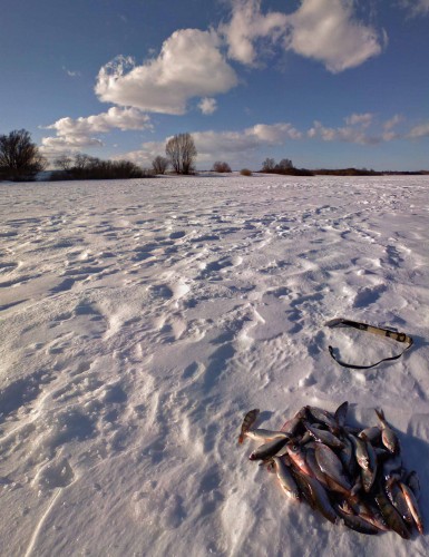 Ryb_07032013-2.jpg