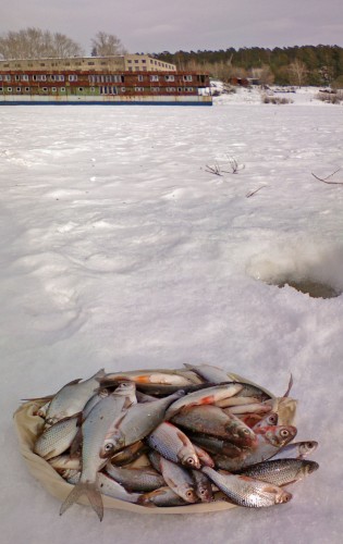 Ryb_14032013-2.jpg