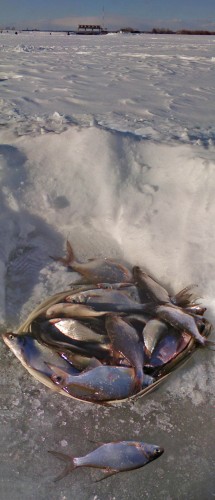 Ryb_29032013-3.jpg